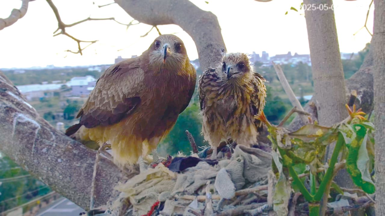 黑鳶破千隻創新高 基隆相隔30年再現穩定夜棲