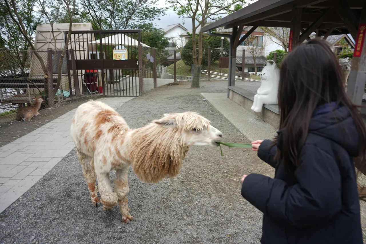 呆萌的羊駝是園區人氣萌寵之一。S.H.攝