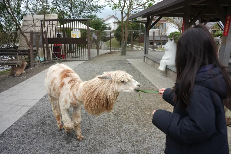 呆萌的羊駝是園區人氣萌寵之一。S.H.攝