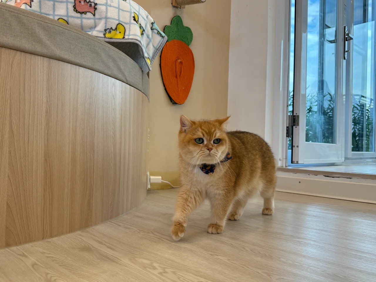 喜愛貓咪的貓奴們可以選擇前往擼「擼LALA Sweets」體驗療癒感十足的下午茶。S.H.攝