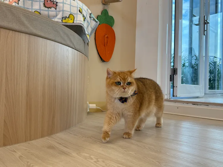 喜愛貓咪的貓奴們可以選擇前往擼「擼LALA Sweets」體驗療癒感十足的下午茶。S.H.攝