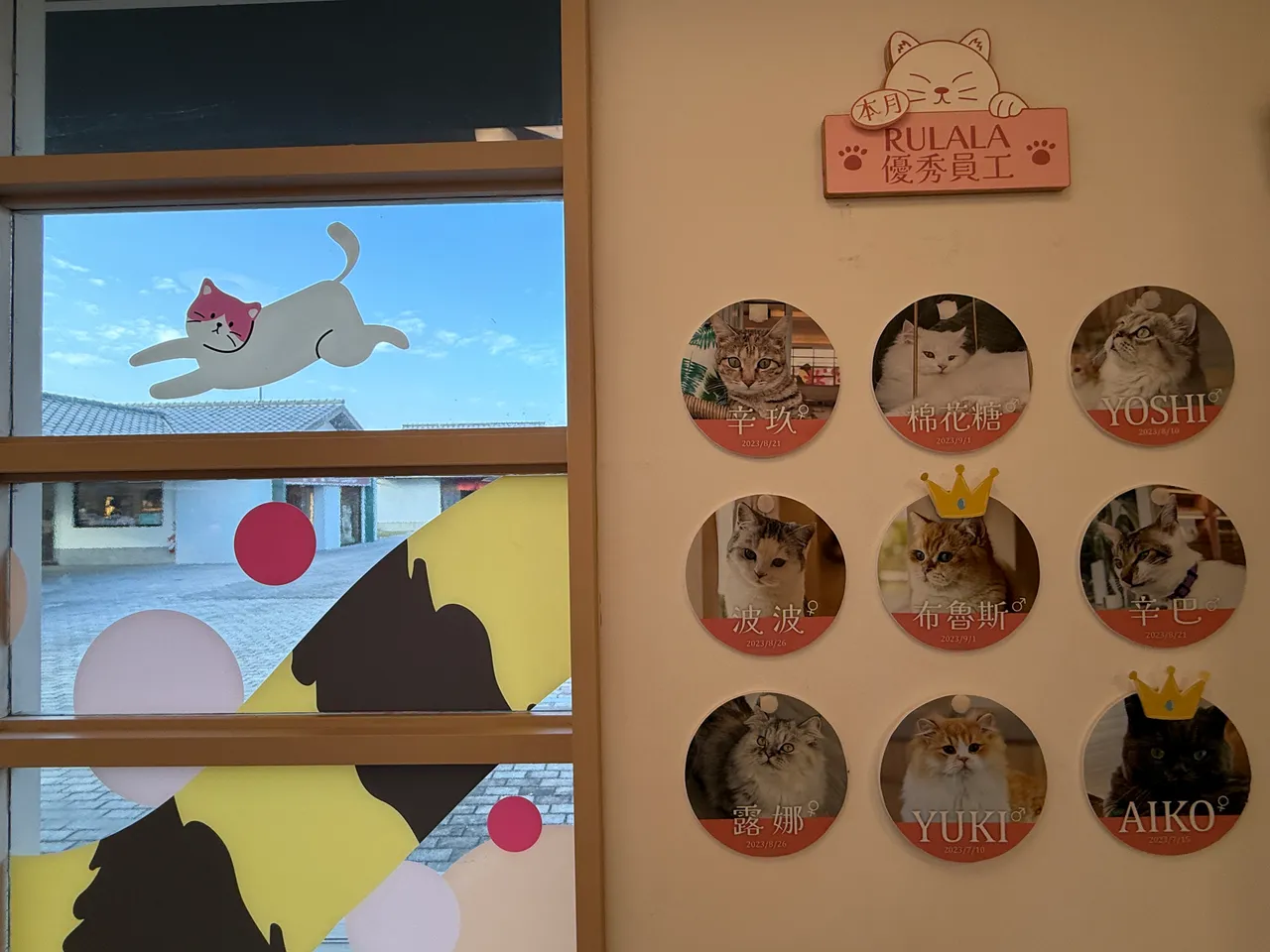 店內有多位可愛的貓店長。S.H.攝