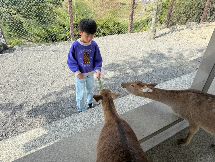 園區內可近距離體驗羊駝與梅花鹿餵食樂趣。S.H.攝