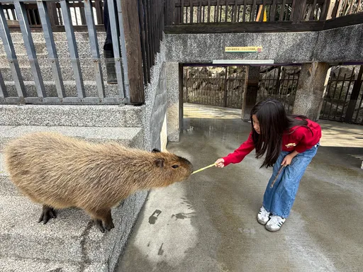 療癒系慢旅首選　萌寵動物、紓壓體驗一站式滿足所有情緒價值