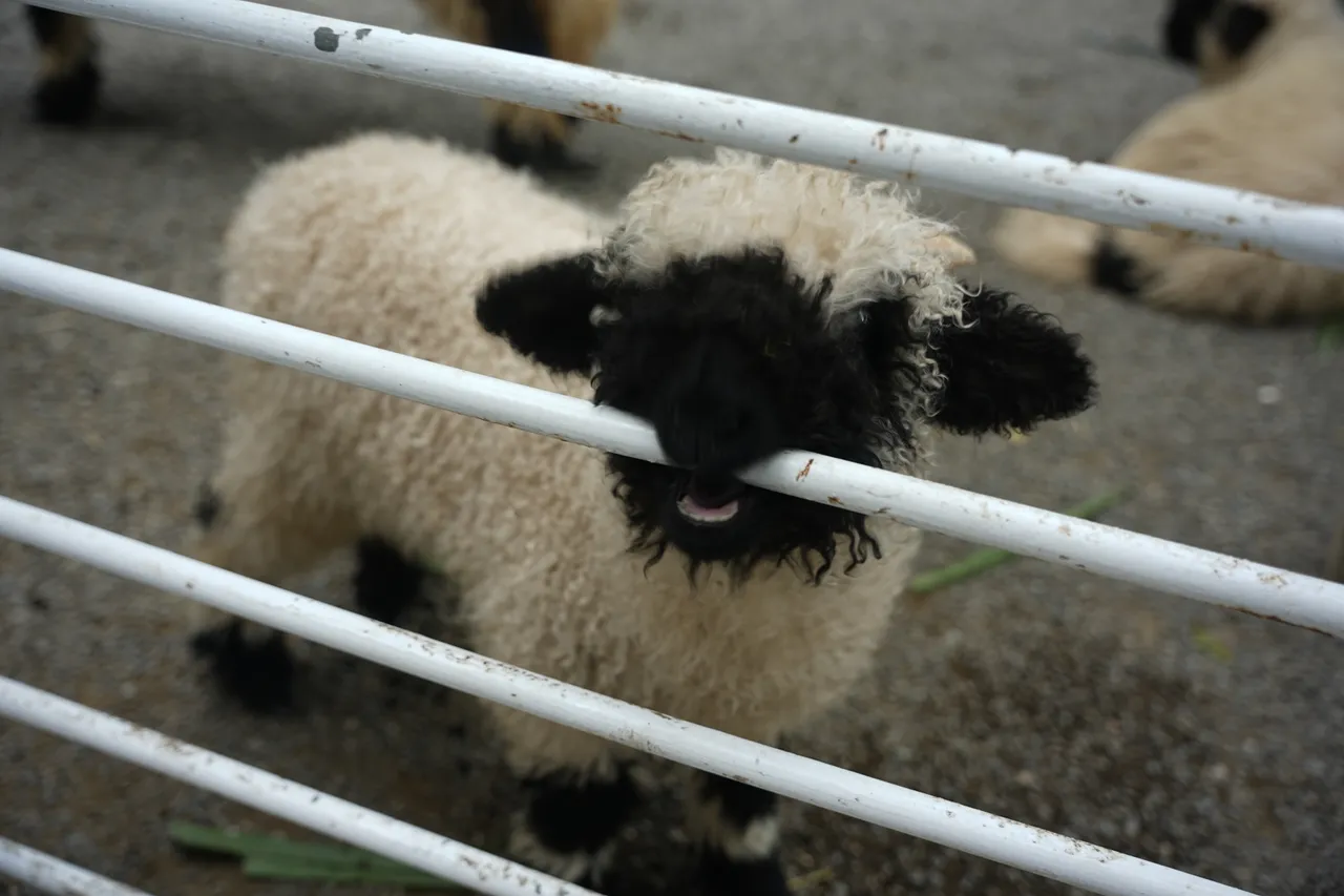 園區內以笑笑羊為主題的「黑RURU CAFÉ」也相當受歡迎。S.H.攝