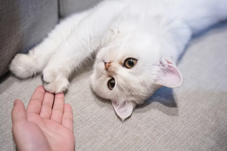 「擼LALA Sweets」，店內共有例曼赤肯、小步舞曲、英國長毛、英國短毛及米克斯等不同品種的可愛貓店長與客人互動。S.H.攝