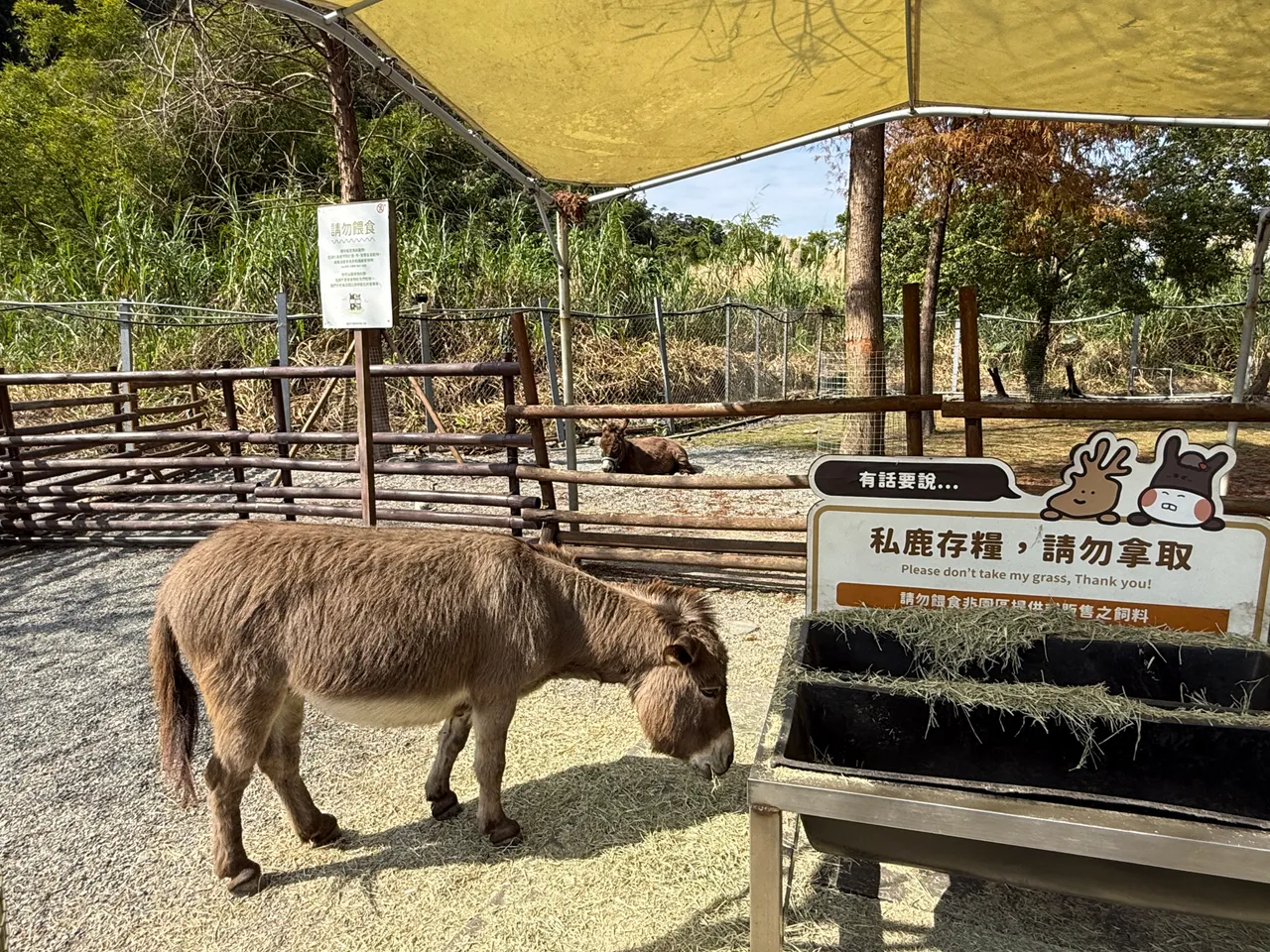 可愛的迷你驢也是斑比山丘的人氣萌寵之一。S.H.攝