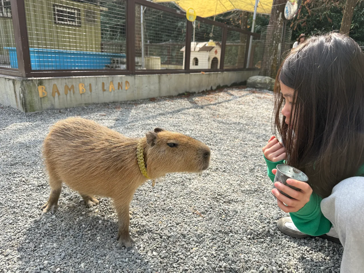 宜蘭知名萌寵主題景點斑比山丘近年引進超萌水豚。S.H.攝