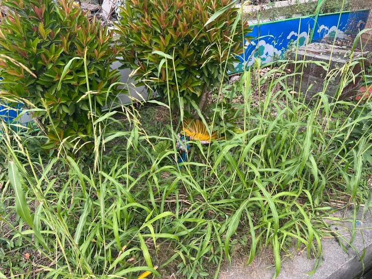 張男涉嫌殺害鸚鵡。翻攝畫面