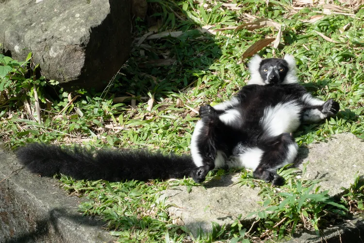 大字躺的姿勢能確保胸口和腹部能曬到溫暖陽光。台北市立動物園提供