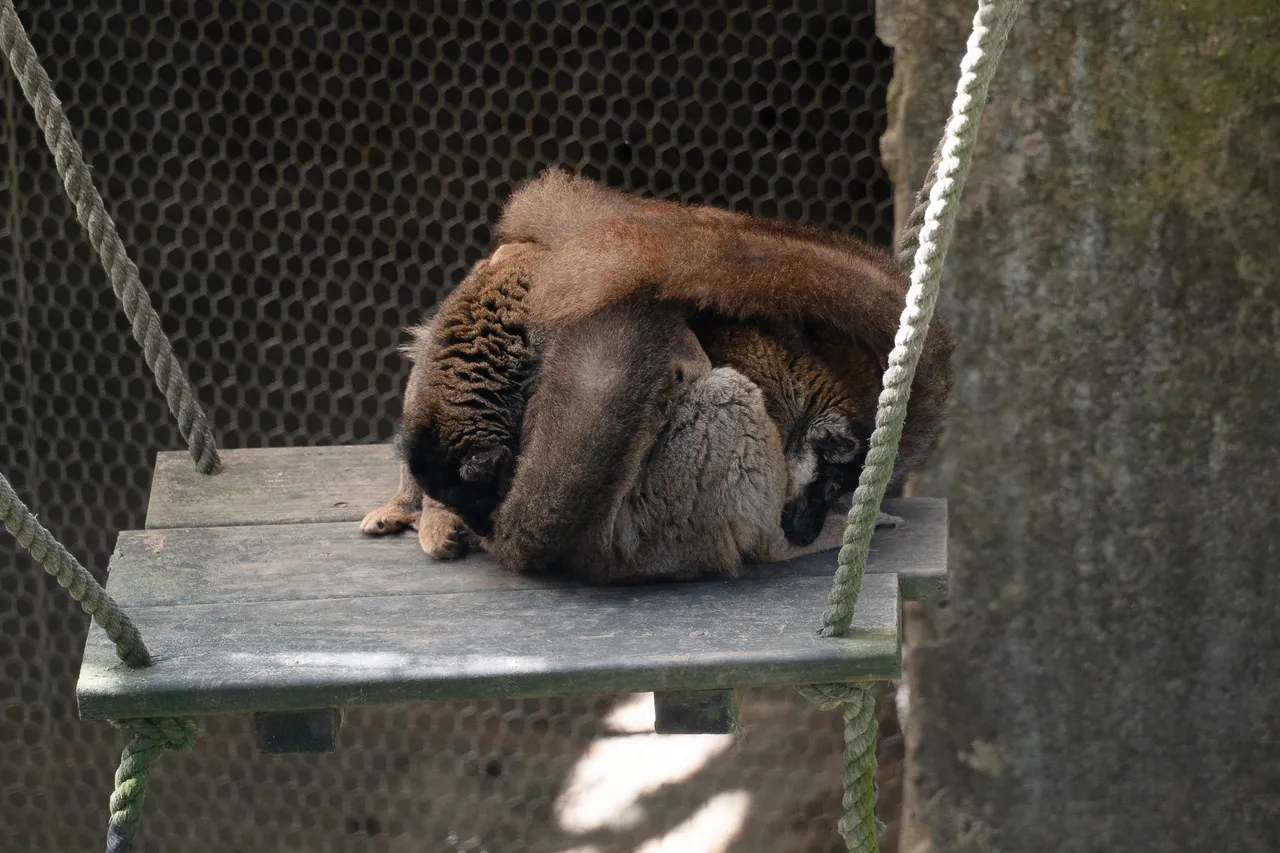 褐狐猴冬天時會將尾巴蓋在身上保暖。台北市立動物園提供