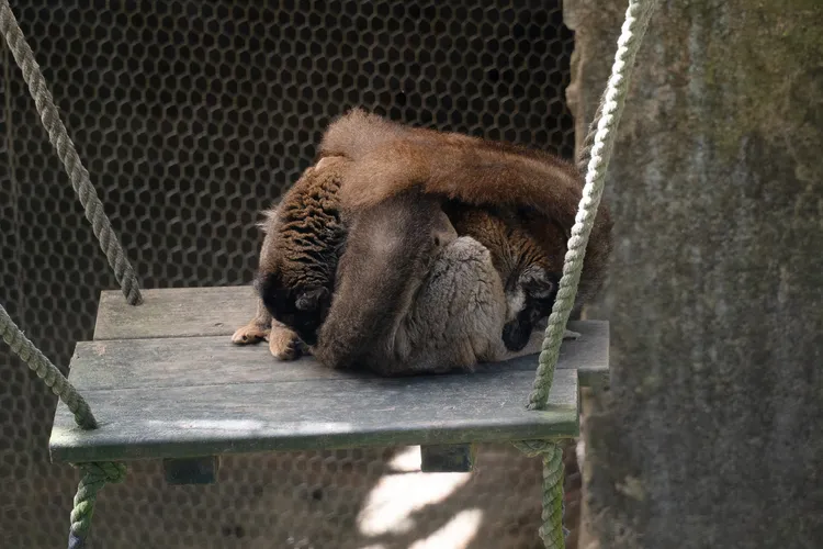 褐狐猴冬天時會將尾巴蓋在身上保暖。台北市立動物園提供