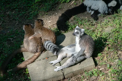 冬日暖陽限定！北市動物園狐猴曬日光浴　打坐、躺平還抱成「毛球」