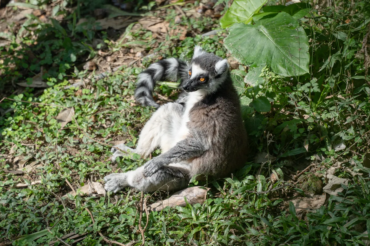 環尾狐猴會攤開四肢面向太陽曬日光浴。台北市立動物園提供