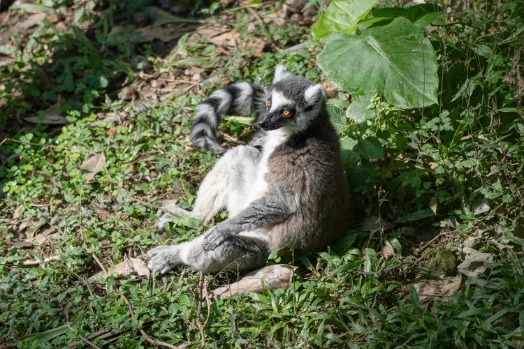 環尾狐猴會攤開四肢面向太陽曬日光浴。台北市立動物園提供