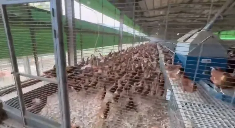 案場所有雞隻均面臨撲殺。市府提供