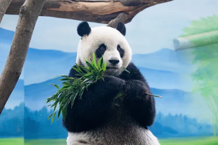 健檢結果顯示，圓仔目前整體健康狀況良好。台北市立動物園提供