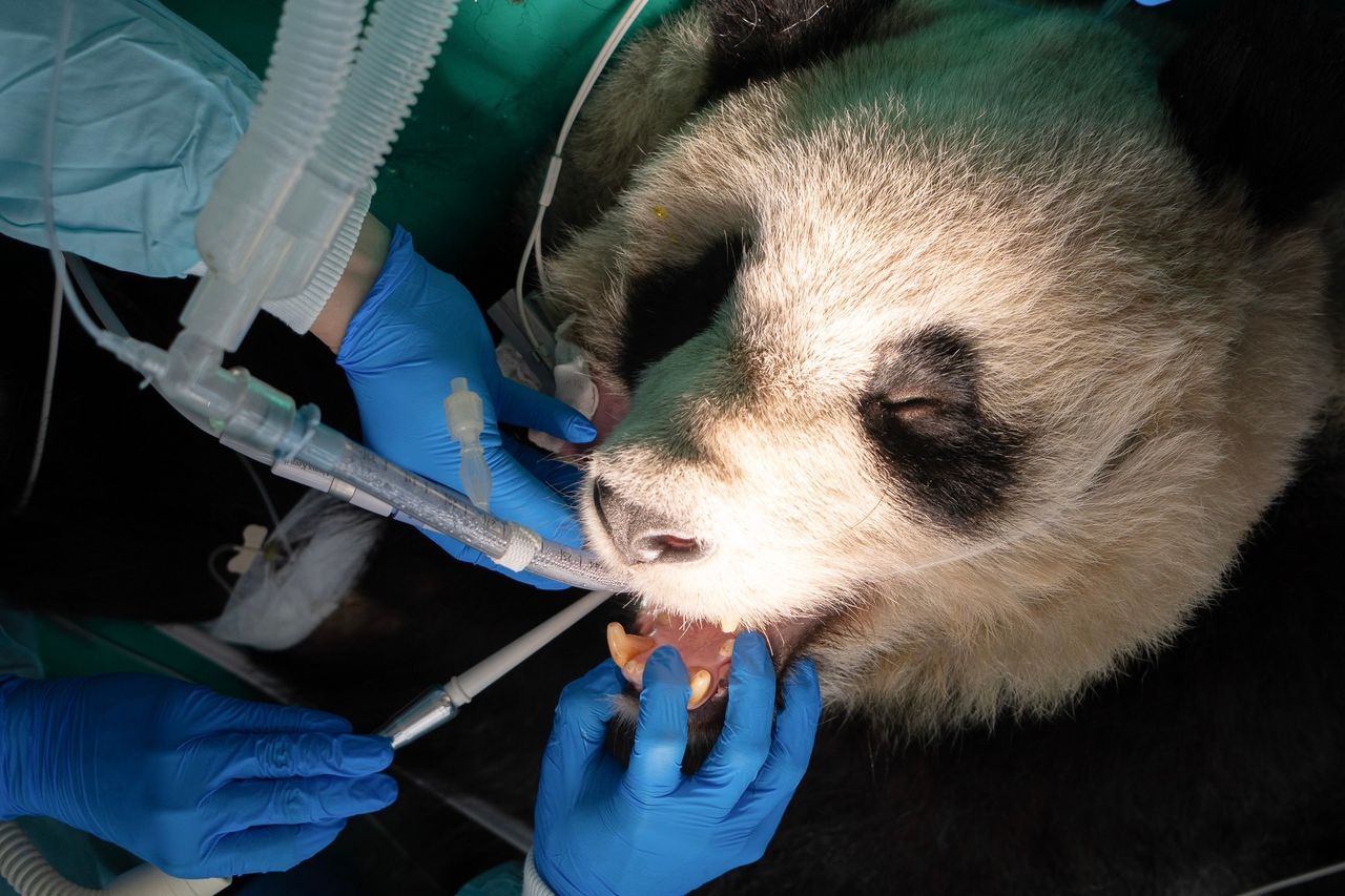 圓仔健檢!脊椎輕微骨刺不礙事 北市動物園:整體健康良好