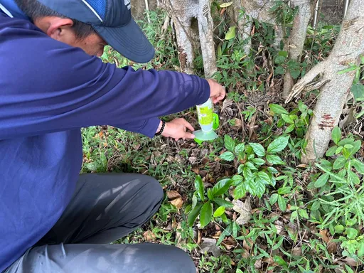 防範黑螞蟻危害！　竹市府跨局處與民眾共同持續防治