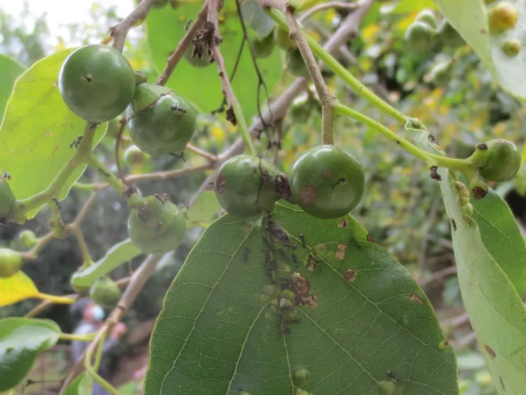黑螞蟻。新竹市府提供
