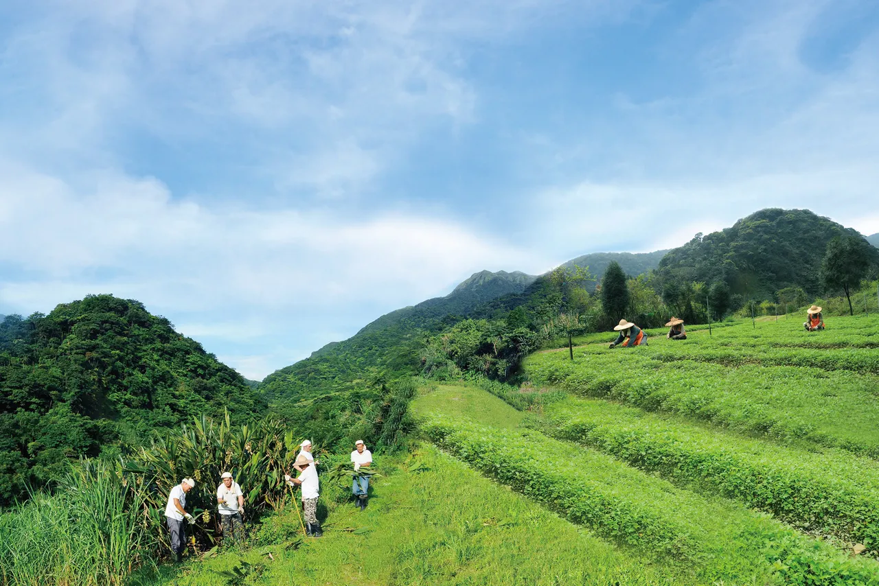阿原在陽明山國家公園開墾農場，以自然農耕法栽種青草並運用於產品中。品牌提供