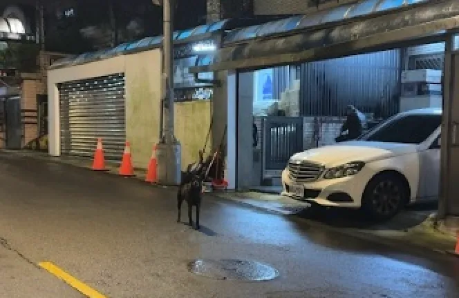 黃狗飼主去年因未替犬隻繫牽繩、放任犬隻於社區中庭活動而遭檢舉。台北市動保處提供