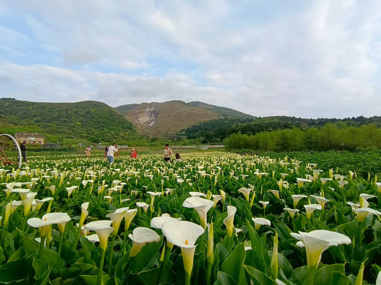 陽明山花季等「花IN台北」系列活動接力登場。台北市觀傳局提供