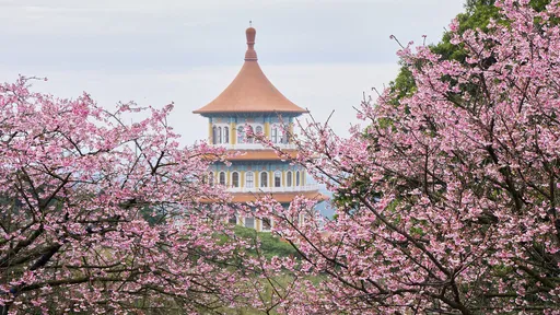 淡水天元宮櫻花季1/29開跑　幾米創作搬進花海