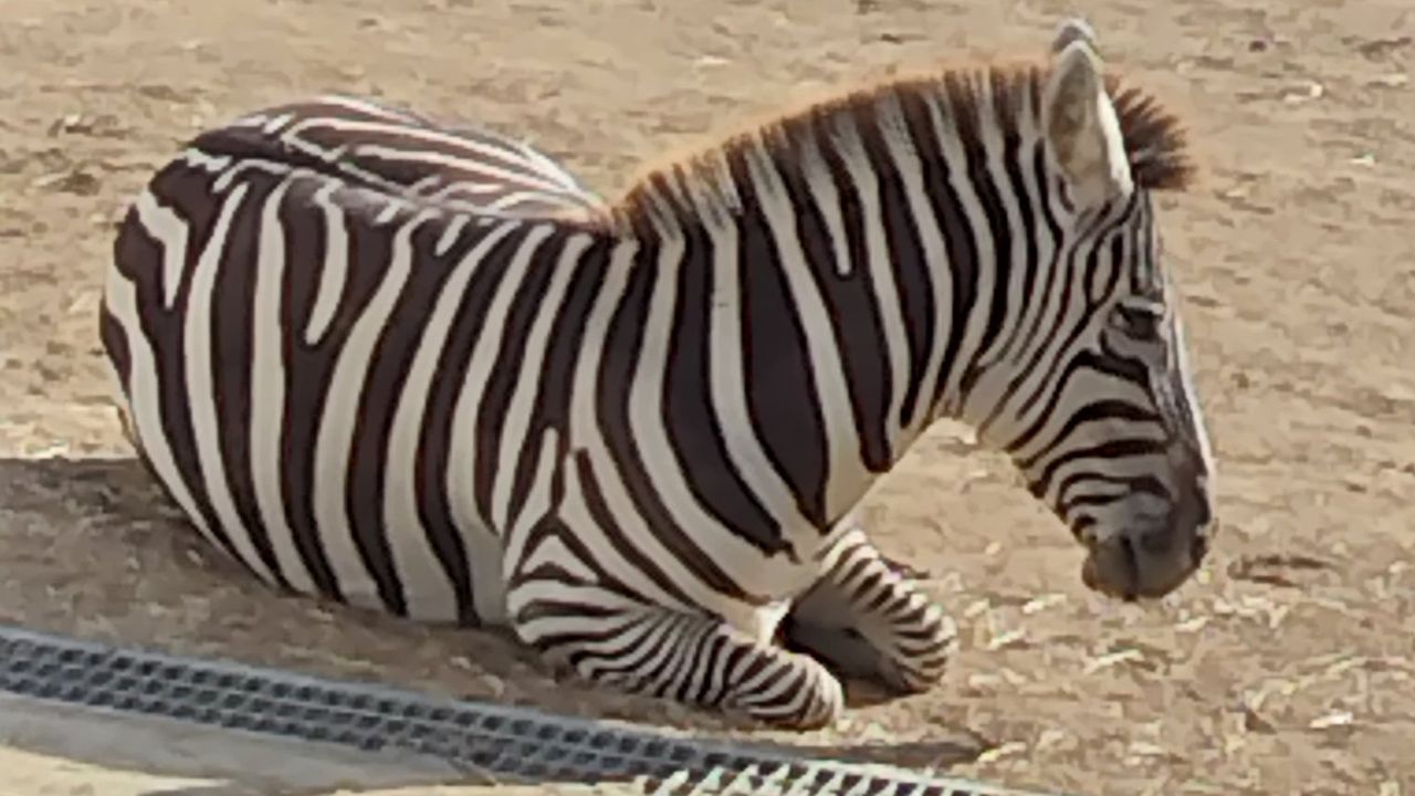 沒貓熊「我們有其他敏捷的黑白動物」 日動物園被炎上道歉了