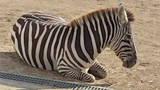 沒貓熊「我們有其他敏捷的黑白動物」　日動物園被炎上道歉了