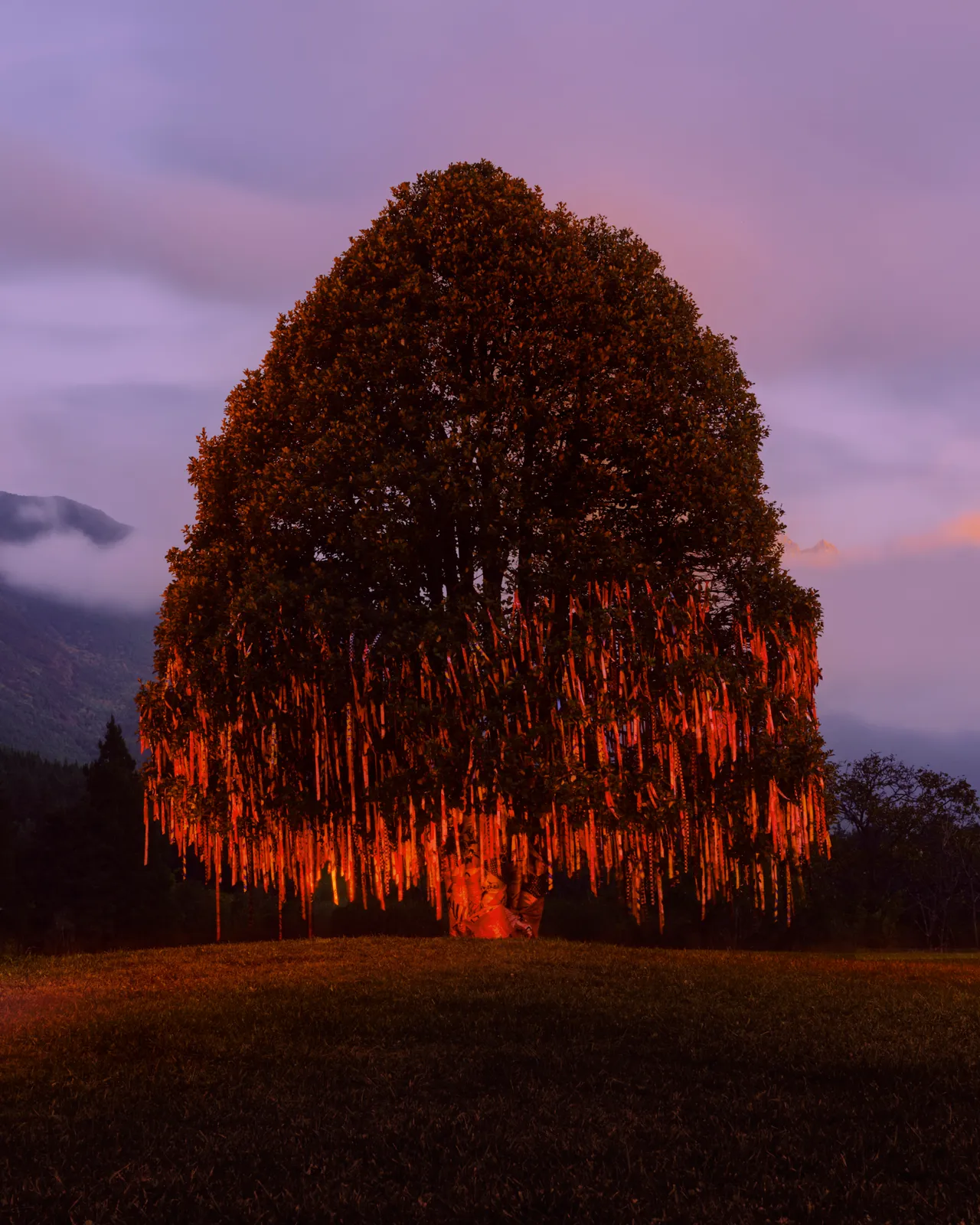 画面核心落在一棵伫立于自然景致中的常青许愿树。品牌提供