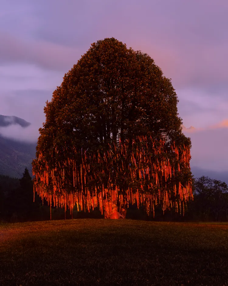 畫面核心落在一棵佇立於自然景致中的常青許願樹。品牌提供