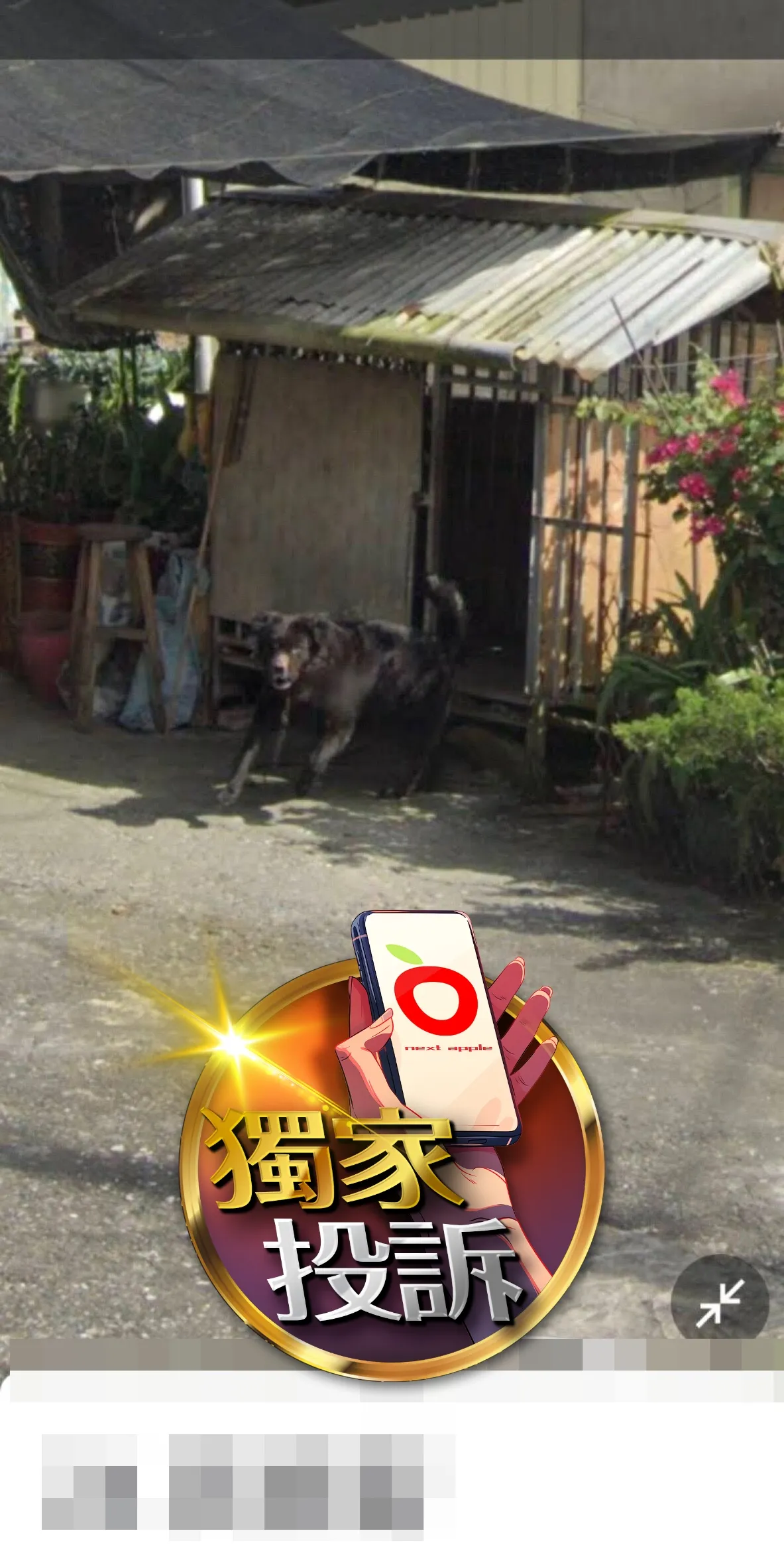 咬傷人的黑狗。投訴人廖女提供