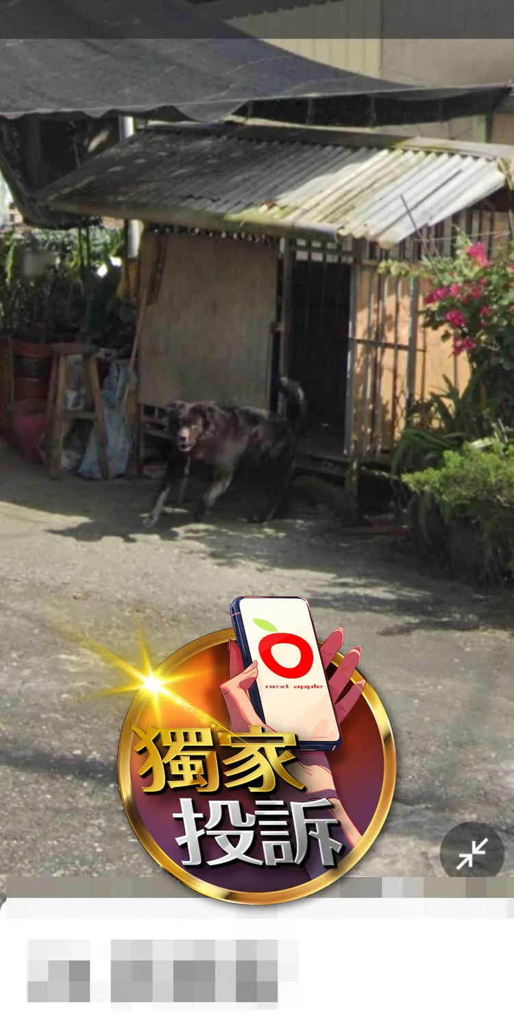 咬傷人的黑狗。投訴人廖女提供