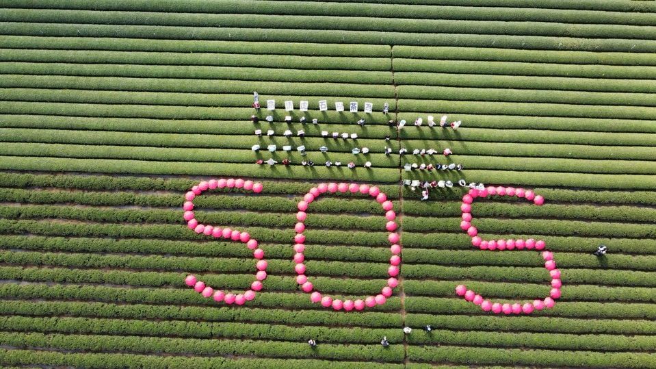 名間茶園驚見巨大「SOS」 愛喝手搖飲的人要注意