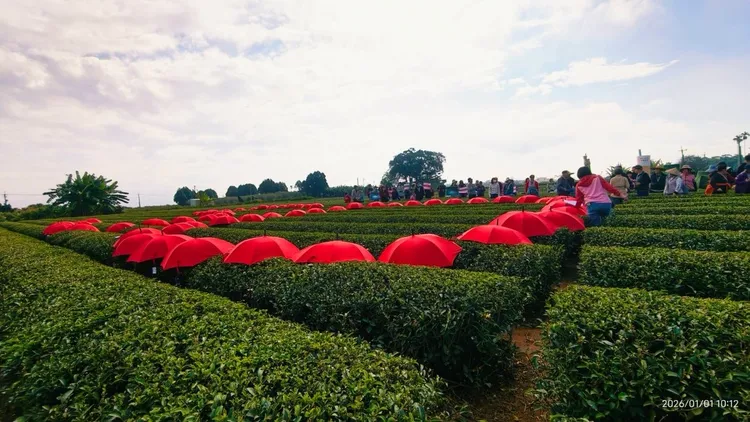名間鄉反對興建焚化爐用雨傘排字抗議。翻攝陳翰立臉書