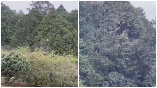 阿里山下雪了！冷气团发威　全台急冻10°C以下