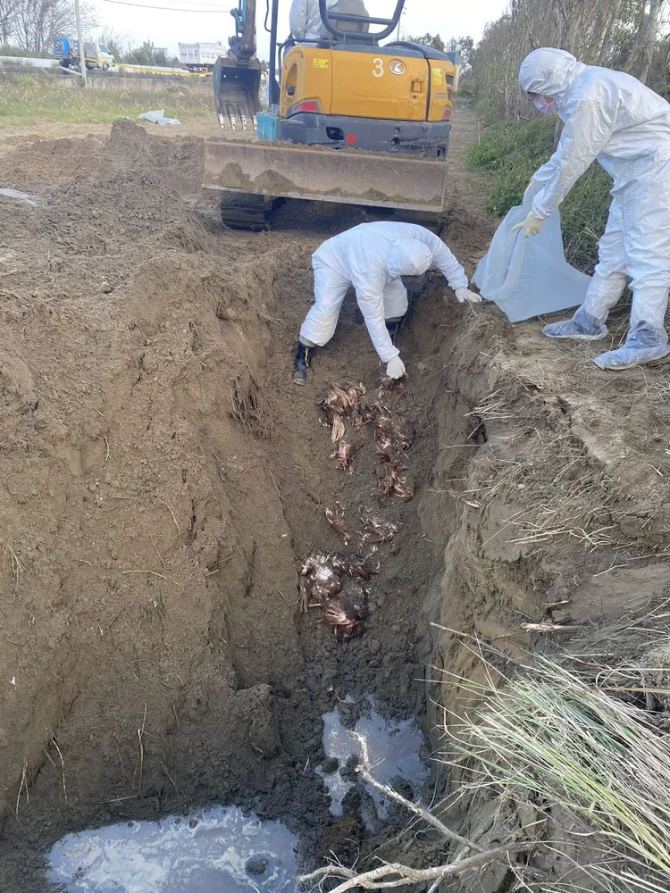 後龍顏姓地主坦承接受豐康牧場委託，載運死雞至其土地掩埋。苗栗縣府提供