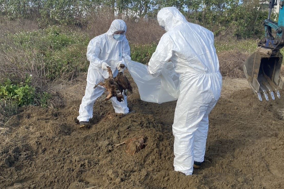 提供土地掩埋斃死雞!苗栗地主認了 數量竟比通報多301隻