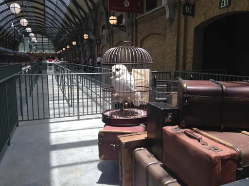 《哈利波特》「嘿美」原型十年无幼鸟　瑞典政府宣布「区域性灭绝」