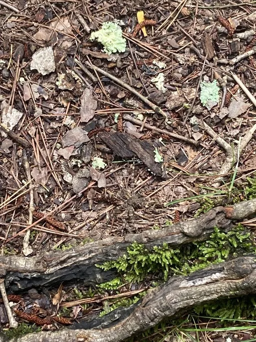 撿東西差點摸到...　放大看才知道有多毛