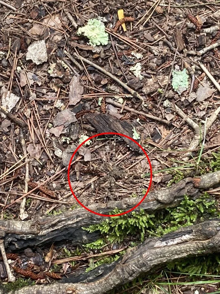 一隻蜘蛛（紅圈）完美隱身在枯木和樹枝中。