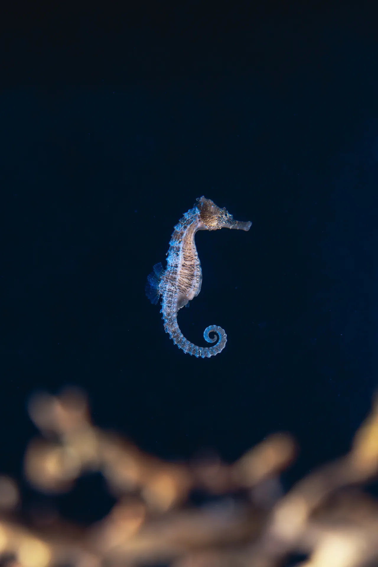 直立海馬。台中海洋館提供