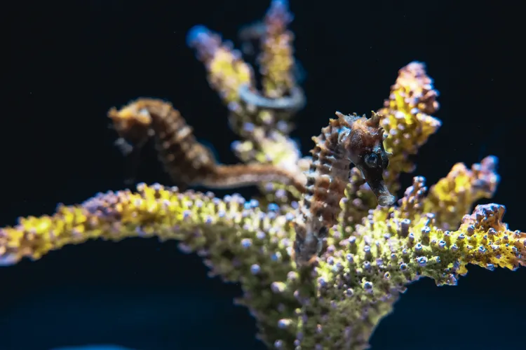 棘海馬。台中海洋館提供