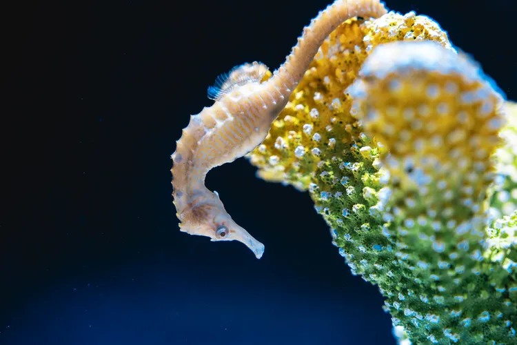 三斑海馬。台中海洋館提供