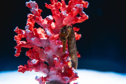 馬年《海馬迎新》登場　台中海洋館讓「Horse成雙」