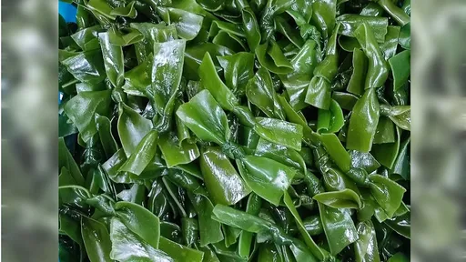 「海帶為何要打結」近200萬人瀏覽討論　菜販曝3大原因超重要