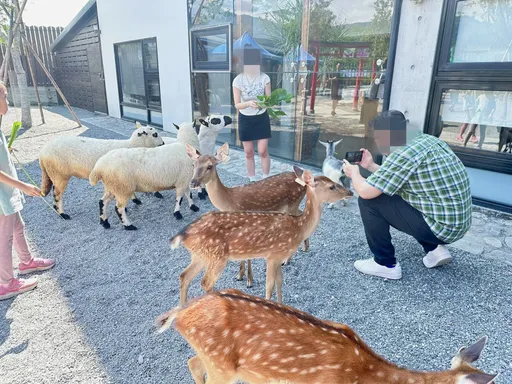 空拍機投毒案延燒！張美阿嬤農場三姐轟弟：讓老人承受傷害