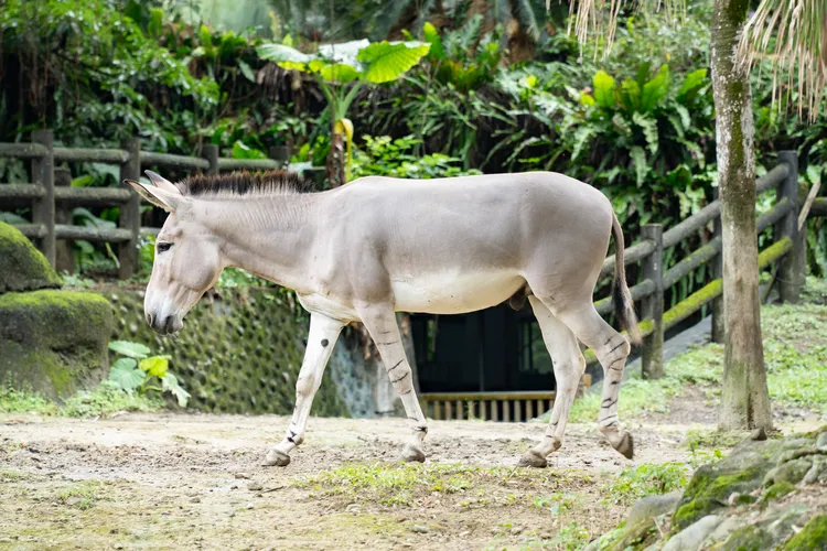 索馬利亞非洲野驢腿部橫向條紋是重要特徵。台北市立動物園提供