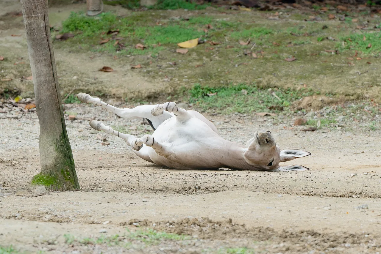 「驢打滾」呆萌模樣超吸睛。台北市立動物園提供
